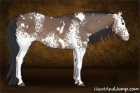 Horse Color:White Spotted Brown Dun 