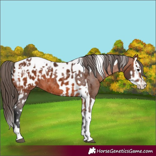 Horse Color:Bay Splash Tobiano Appaloosa  and Bay Splash Tobiano Appaloosa 