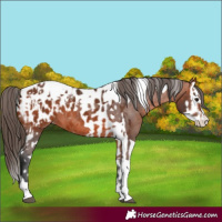 Horse Color:Bay Splash Tobiano Appaloosa  and Bay Splash Tobiano Appaloosa 