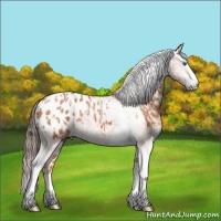 Horse Color:Bay Splash Tobiano Appaloosa  and Bay Splash Tobiano Appaloosa 