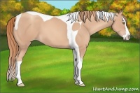 Horse Color:Gold Champagne Splash Tobiano