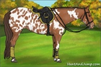 Horse Color:White Spotted Bay Appaloosa 