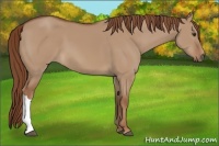 Horse Color:Red Dun 