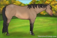 Horse Color:Bay Dun