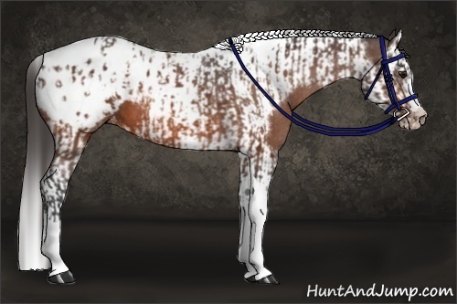 Horse Color:Bay Splash Tobiano Appaloosa and Bay Splash Tobiano Frame Appaloosa