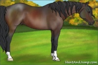 Horse Color:Brown 