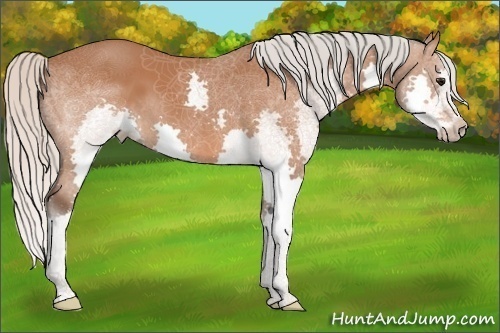 Horse Color:Silver Bay Splash 