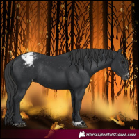 Horse Color:Black Blanket Rabicano 