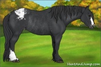Horse Color:Black Appaloosa Rabicano 