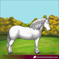 Horse Color:Chocolate Buckskin Dun Sabino Appaloosa Brindle 