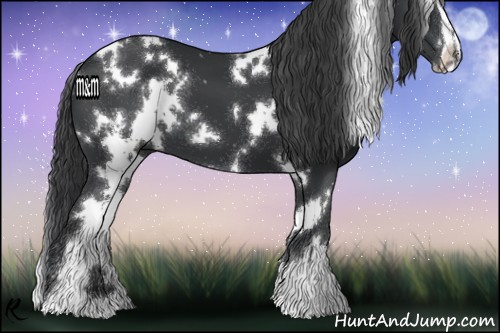 Horse Color:White Spotted Black Sabino 