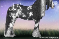 Horse Color:White Spotted Black Sabino