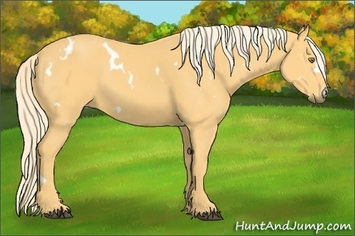 Horse Color:White Spotted Palomino