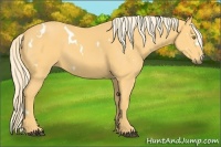 Horse Color:White Spotted Palomino