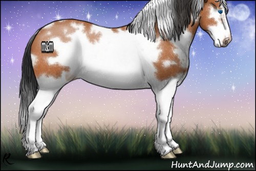 Horse Color:White Spotted Bay Splash Frame 