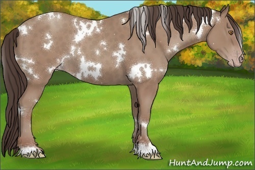 Horse Color:White Spotted Classic Champagne 