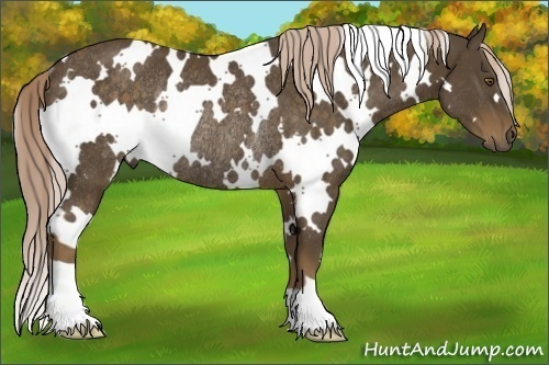 Horse Color:White Spotted Chocolate Palomino Rabicano