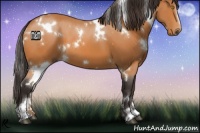 Horse Color:White Spotted Buckskin Sabino 