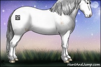 Horse Color:Bay Sabino Splash 