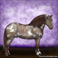 Horse Color:Gray White Spotted Chocolate Grullo 