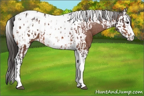 Horse Color:Bay Splash Tobiano Appaloosa  and Bay Splash Tobiano Appaloosa 