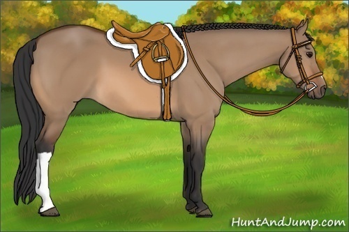 Horse Color:Bay Dun 