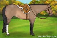 Horse Color:Bay Dun 