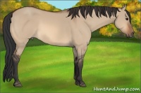 Horse Color:Bay Dun