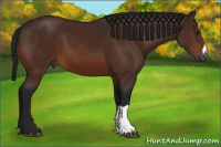 Horse Color:Gray Bay 