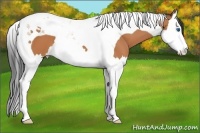Horse Color:Bay Splash Tobiano