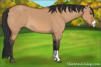 Horse Color:Bay Dun