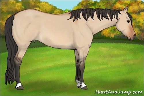 Horse Color:Bay Dun