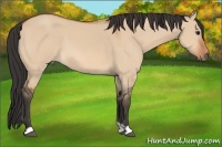 Horse Color:Bay Dun