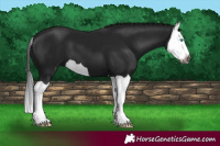 Horse Color:Gray Black Splash 