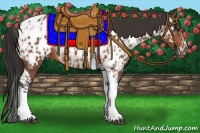 Horse Color:Bay Splash Tobiano Appaloosa  and Bay Tobiano Appaloosa 