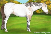 Horse Color:White Spotted Bay Roan Dun Appaloosa