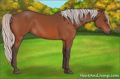 Horse Color:Silver Bay 