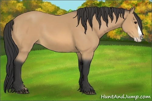 Horse Color:Unknown 