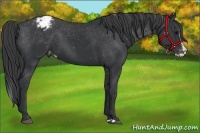 Horse Color:Black Splash Varnish