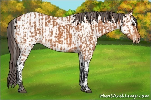 Horse Color:Bay  and Bay Appaloosa 