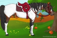 Horse Color:Bay Appaloosa 