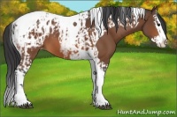 Horse Color:Bay Splash Tobiano Appaloosa  and Bay Splash Tobiano Appaloosa 