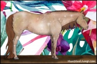 Horse Color:Chocolate Bay Pearl