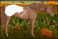 Horse Color:Red Roan Appaloosa 