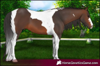 Horse Color:Brown Tobiano 