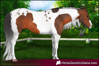 Horse Color:Brown Tobiano 