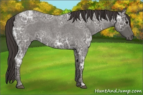 Horse Color:Smoky Blue Ice Roan 