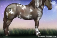 Horse Color:White Spotted Liver Chestnut 