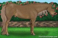 Horse Color:Chocolate Palomino 