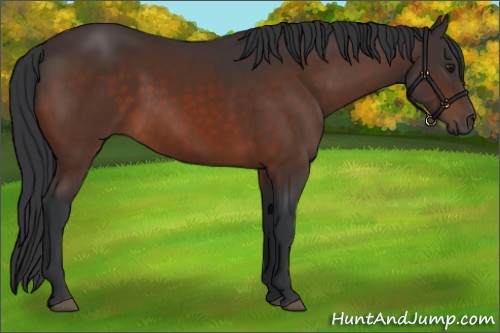 Horse Color:Brown 